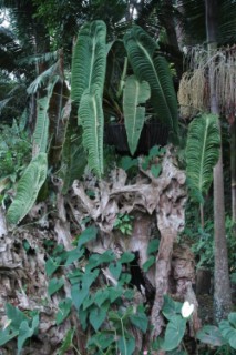 Nirvana 017 [320x200]