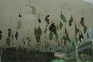 Nirvana 024 [320x200]