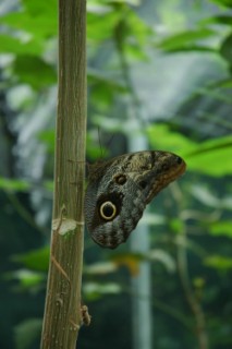 Nirvana 026 [320x200]