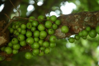 Nirvana 034 [320x200]