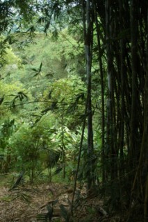 Nirvana 040 [320x200]