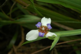 Nirvana 049 [320x200]