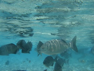 johnny cay poissons (2) [320x200]