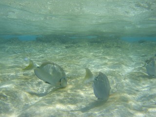 johnny cay poissons [320x200]