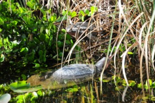 Everglades 021 [320x200]