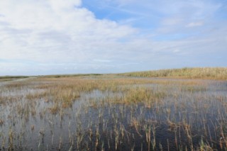 Everglades 031 [320x200]