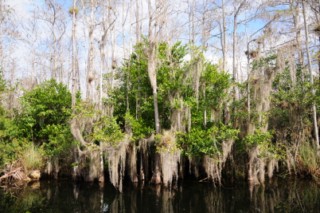 Everglades 146 [320x200]