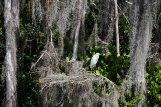 Everglades 152 [320x200]