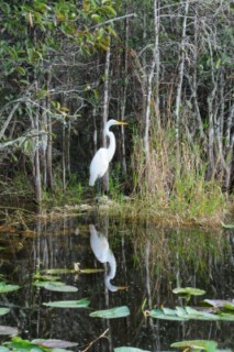 Everglades 158 [320x200]