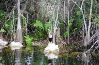 Everglades 173 [320x200]