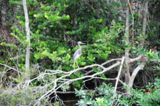 Everglades 183 [320x200]