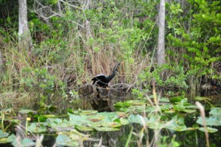Everglades 188 [320x200]