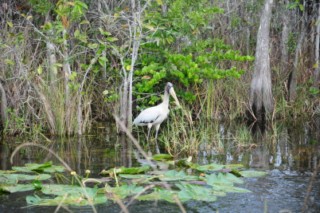 Everglades 192 [320x200]