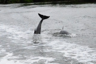 Everglades 350 [320x200]