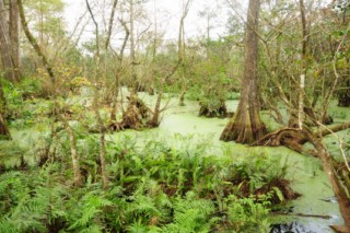 floride8 032 [320x200]