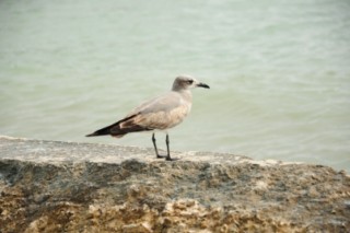 miami3 029 [320x200]