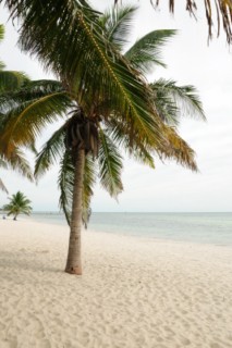 miami3 046 [320x200]