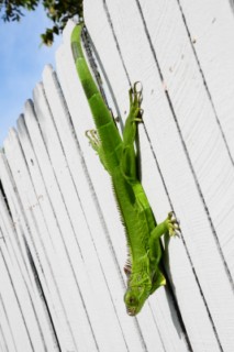 miami5 068 [320x200]