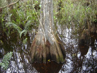 miami8 lohan 018 [320x200]