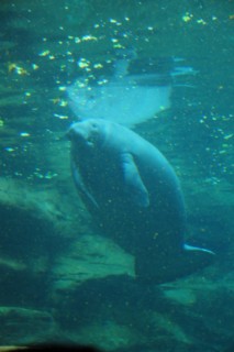 Seaworld 209 [320x200]