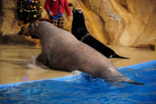 Seaworld 305 [320x200]