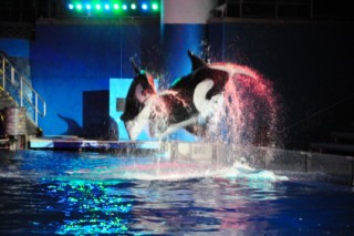 Seaworld 325 [320x200]