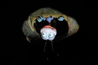 disney animal 004 [320x200]