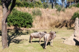 disney animal 035 [320x200]