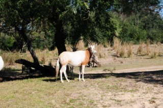 disney animal 058 [320x200]