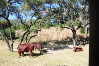 disneyanimal034[320x200]