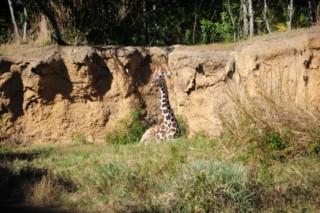 disneyanimal039[320x200]