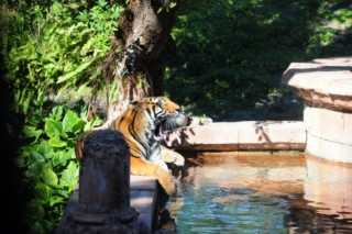 disneyanimal091[320x200]