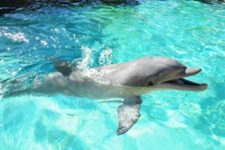 seaworld2 022 [320x200]