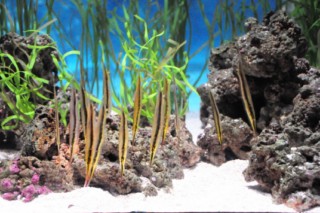 seaworld2 100 [320x200]