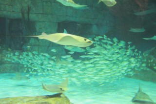 seaworld2 110 [320x200]