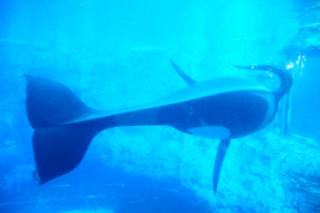 seaworld2 293 [320x200]