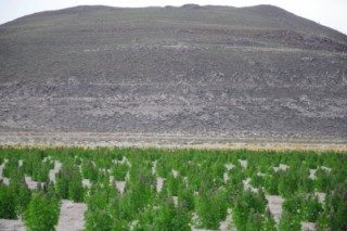 Bolivie 308 [320x200]