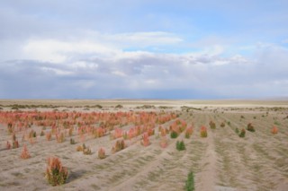 Bolivie 314 [320x200]