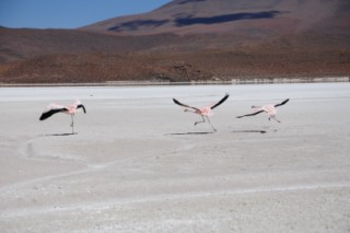 Bolivie 514 [320x200]