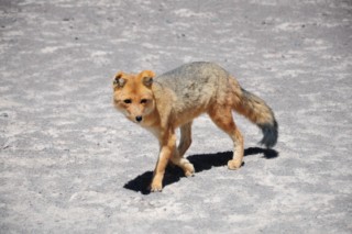 Bolivie 556 [320x200]