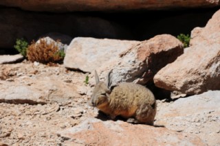 Bolivie 598 [320x200]