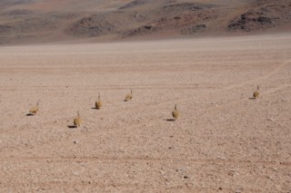 Bolivie 633 [320x200]