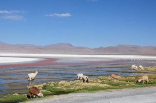 Bolivie 720 [320x200]