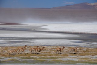 Bolivie 726 [320x200]