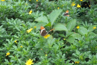 salento 319 [320x200]