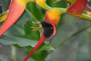 salento 339 [320x200]