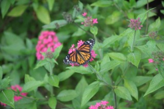 salento 388 [320x200]