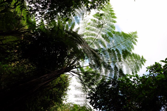 Manizales 087 [640x480]