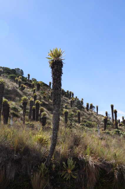 Manizales 187 [640x480]