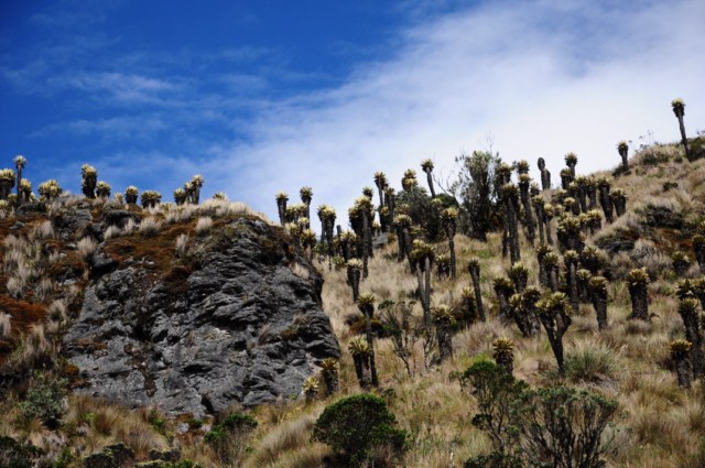 Manizales 203 [640x480]